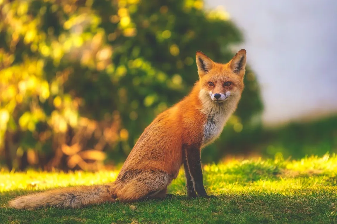 reference photo of a fox